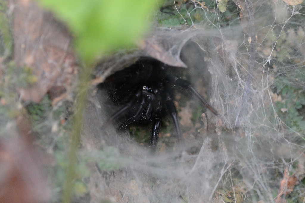 Vacrothele palpator from 香港大埔滘 on October 30, 2016 at 0408 PM by WK