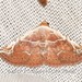 Eublemma albostriata - Photo (c) Roger C. Kendrick, todos los derechos reservados, subido por Roger C. Kendrick