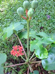 Jatropha podagrica image