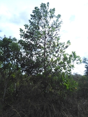 Image of Acacia mangium
