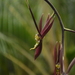 Catasetum microglossum - Photo (c) Marllus Rafael Almeida, todos los derechos reservados, subido por Marllus Rafael Almeida
