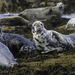 Grey Seal - Photo (c) Annice Bridgett, all rights reserved, uploaded by Annice Bridgett