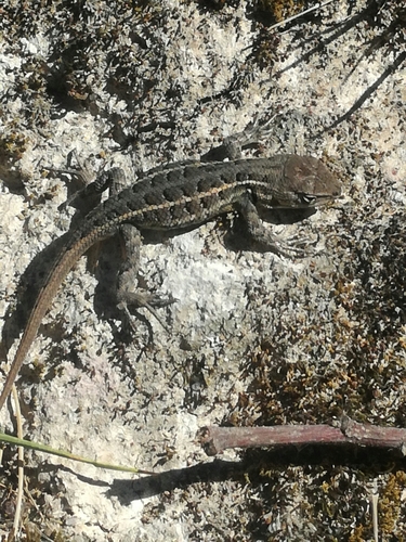 Black-bellied Bunchgrass Lizard