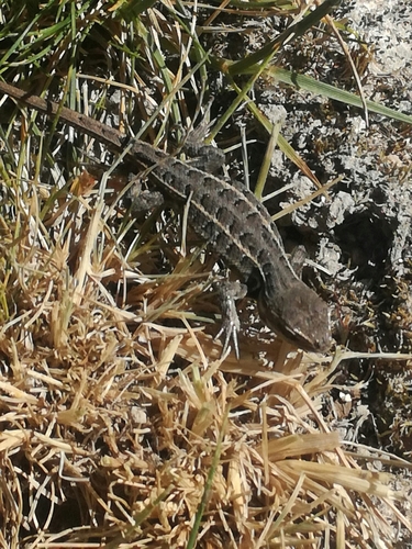 Black-bellied Bunchgrass Lizard