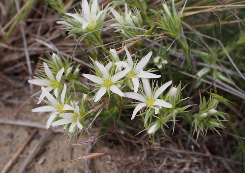 Eremogone franklinii (Douglas ex Hook.) R.L.Hartm. & Rabeler