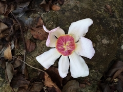 Image of Gustavia angustifolia