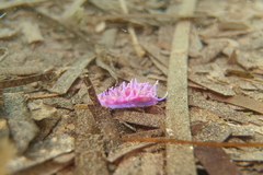 Flabellina Nudibranch