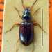 Bembidion atlanticum - Photo (c) lucatole, all rights reserved, uploaded by lucatole