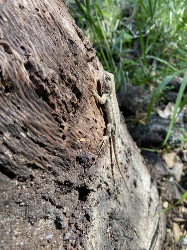 iNaturalist observation photo of Western Fence Lizard