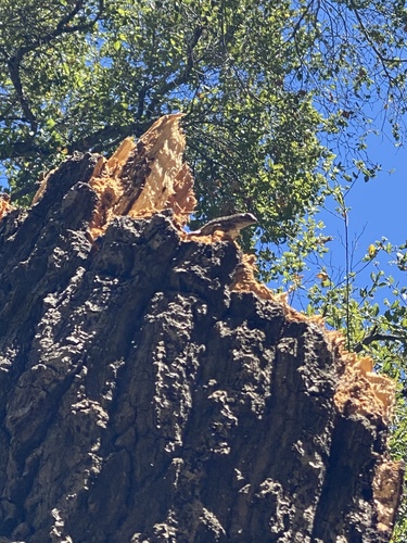 iNaturalist observation photo of Western Fence Lizard