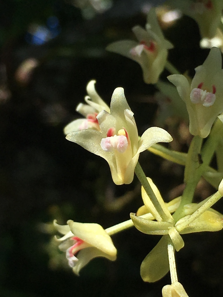 Pinalia bractescens (Pinalia bractescens)