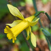 Daffodils - Photo (c) Konstantinos Kalaentzis, all rights reserved, uploaded by Konstantinos Kalaentzis