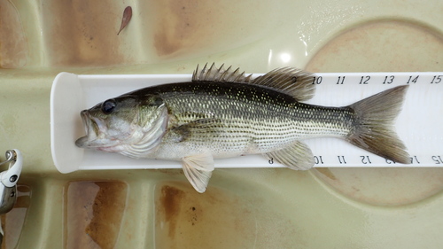 Spotted Bass