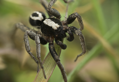 White-banded Fox Spider