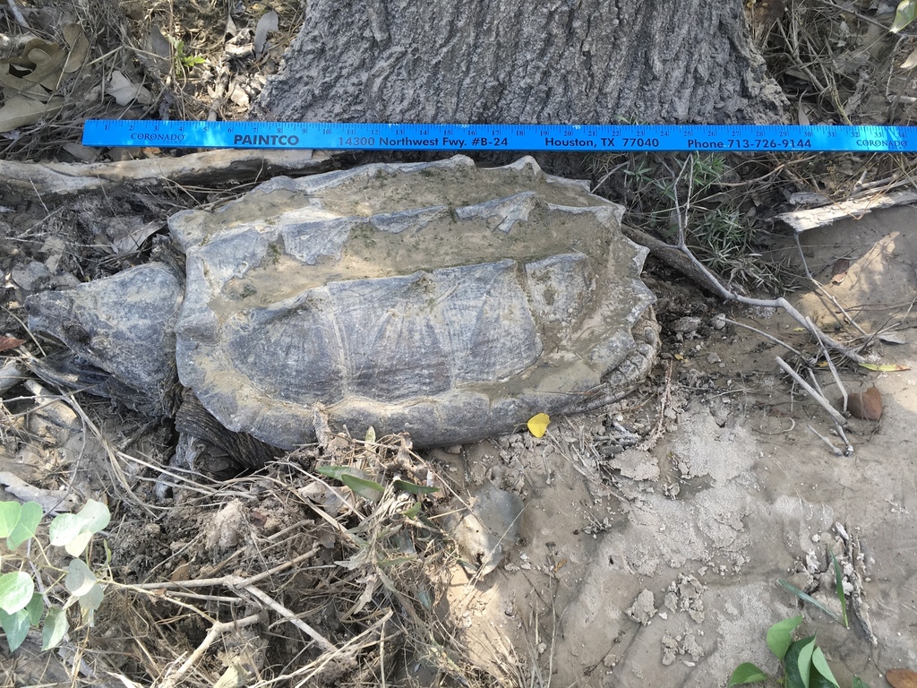 Alligator Snapping Turtle from 77070, Houston, TX, US on September 05