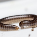 Furry Snake Millipede - Photo (c) MaLisa Spring, all rights reserved, uploaded by MaLisa Spring
