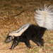 Striped Hog-nosed Skunk - Photo (c) gernotkunz, all rights reserved