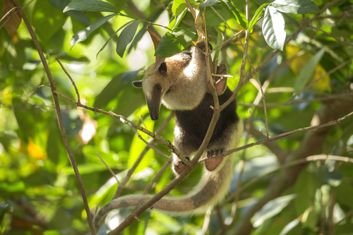 Northern Tamandua