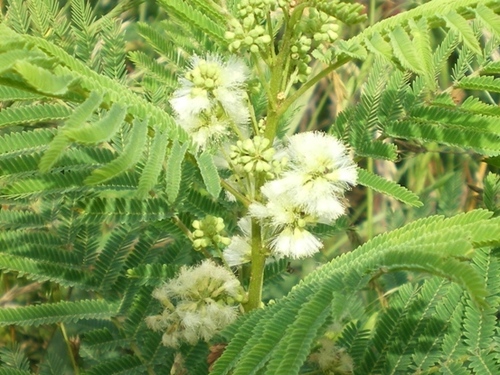 Bundleflowers (Genus Desmanthus) · iNaturalist.ca