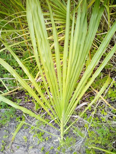 Gynerium sagittatum