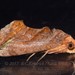 Fruit Piercing Moth - Photo (c) Roger C. Kendrick, all rights reserved, uploaded by Roger C. Kendrick