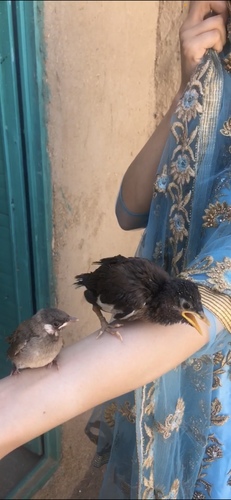 Common Myna