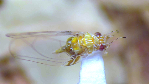 Genus Leptynoptera · iNaturalist