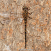 Taper-tailed Darner - Photo (c) Brad Moon, all rights reserved, uploaded by Brad Moon