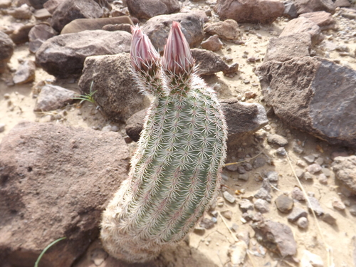 Spiny Hedgehog Cactus