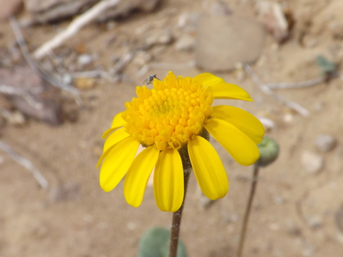 Bartlettia