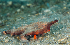 Longnose batfish