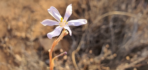 Moraea pseudospicata