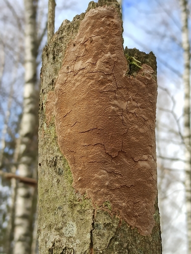 Taškuotoji kempinė nuotrauka