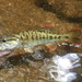 Micropterus chattahoochae - Photo (c) ShoalBandit, todos os direitos reservados, uploaded by ShoalBandit