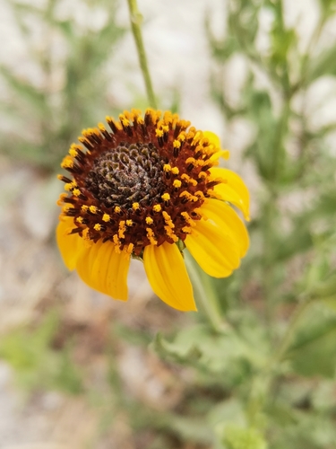 Alkali Sunflower
