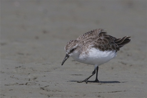 Red-necked Stint