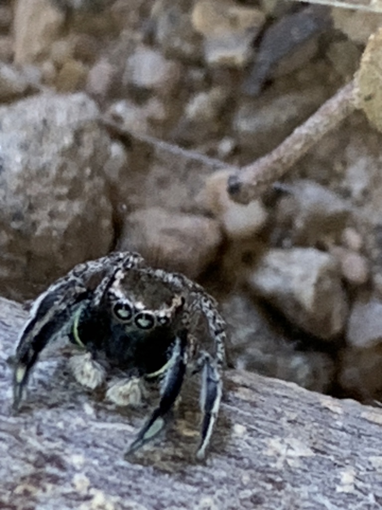 Hirsute Paradise Spider from AnzaBorrego Desert State Park, Borrego