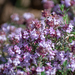 Thymus hirtus - Photo (c) Axel Castiel, all rights reserved, uploaded by Axel Castiel