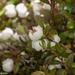Gaultheria depressa × macrostigma - Photo (c) Angela  Simpson, all rights reserved, uploaded by Angela  Simpson