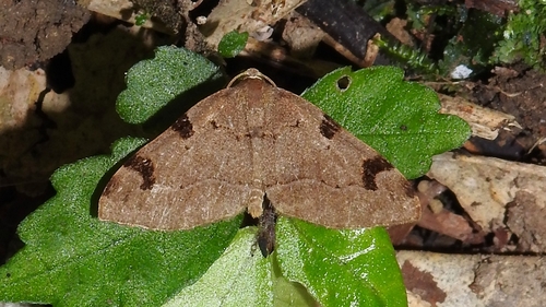 Heterophleps violescens