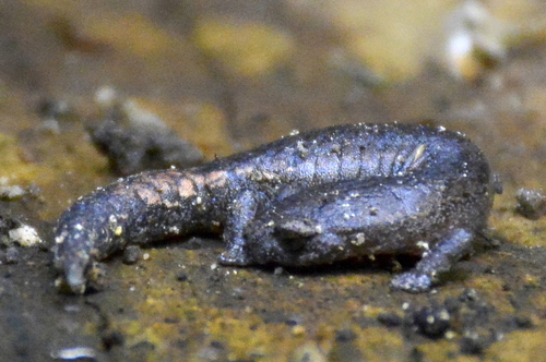 Hartweg's Mushroomtongue Salamander
