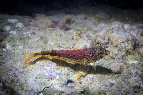 Fishgod Blenny
