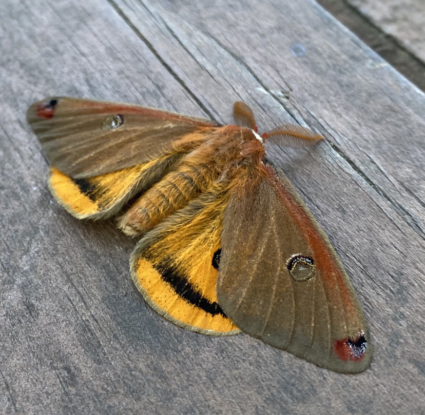 Mendocino silk moth