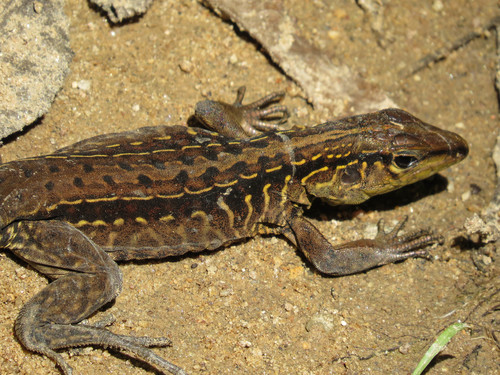 Middle American Ameiva