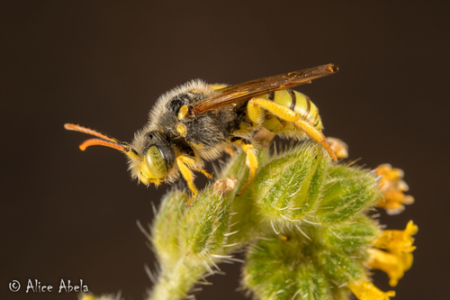 Nomada hemphilli