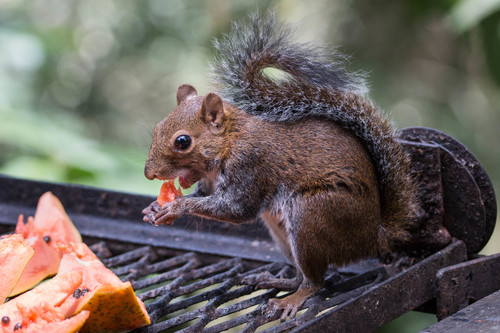 Deppe's Squirrel