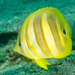 Rainford's Butterflyfish - Photo (c) Ian Shaw, all rights reserved, uploaded by Ian Shaw