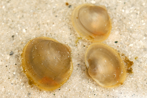 Lake Fingernailclam