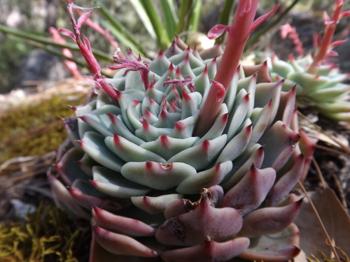 Echeveria chihuahuaensis Poelln.