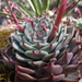 Echeveria chihuahuaensis - Photo (c) Aaron Balam, all rights reserved, uploaded by Aaron Balam